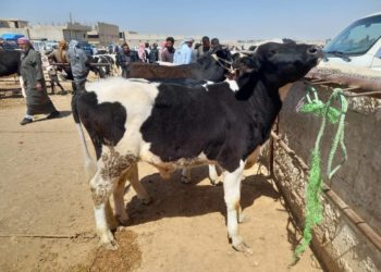 الثروة الحيوانية في سوريا