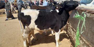 الثروة الحيوانية في سوريا