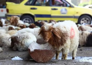 دمشق تنظم ذبح الأضاحي