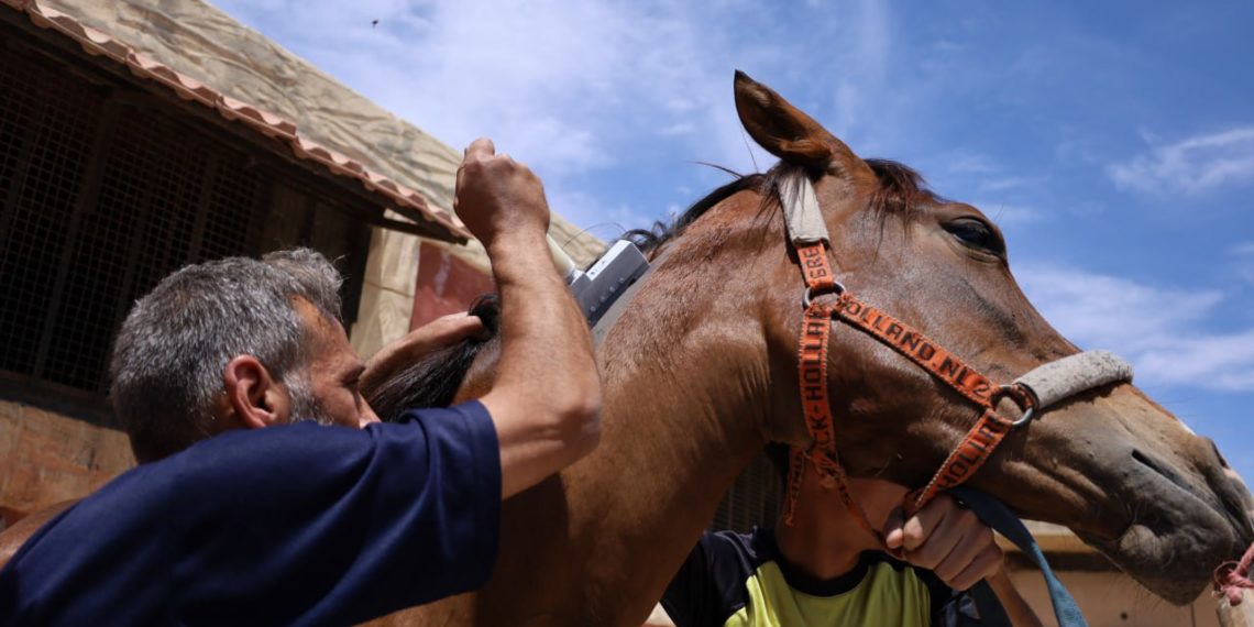 بدء حملة وسم وتوثيق سلالات الخيول الأصيلة بحماة