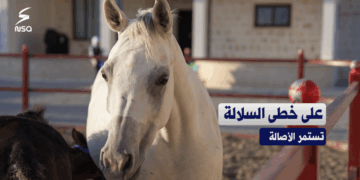 الخيول