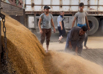 بعد قرار المنحة الرئاسية.. مزارعو حلب يسلمون أكثر من 22 ألف طن من القمح