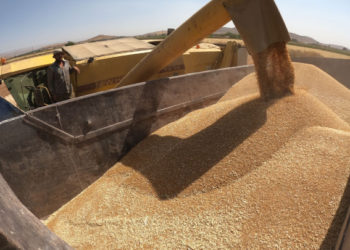 الحكومة السورية تتخذ قرارًا جديدًا بخصوص استيراد القمح