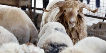 مع اقتراب عيد الأضحى.. نشاط ملحوظ بأسواق المواشي في سوريا