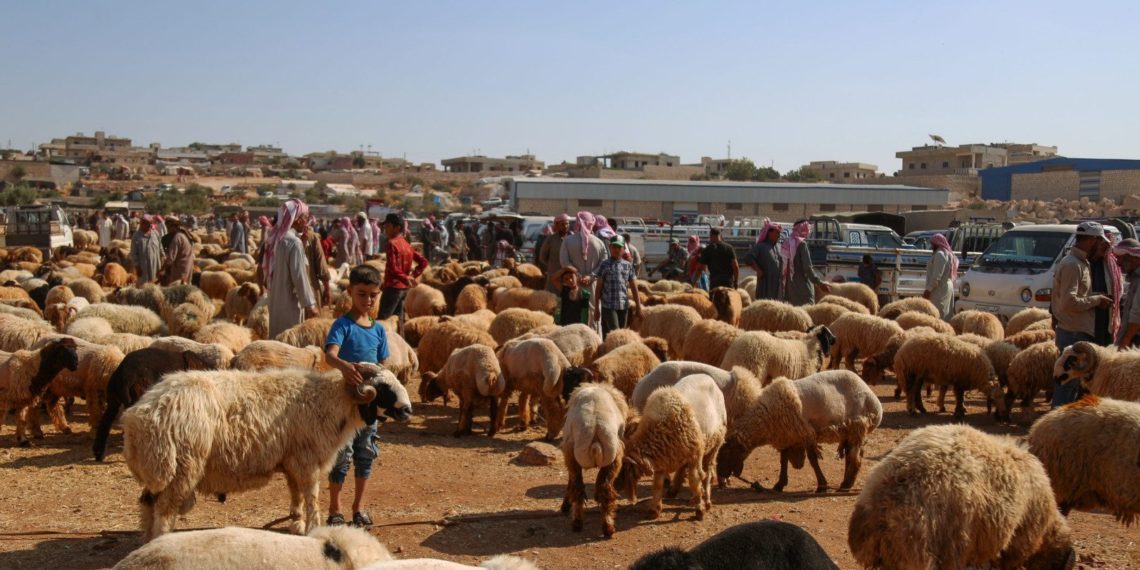 مجلس مدينة حلب يصدر تعليمات لتنظيم الأضاحي بالعيد