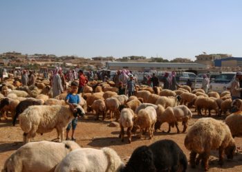 مجلس مدينة حلب يصدر تعليمات لتنظيم الأضاحي بالعيد