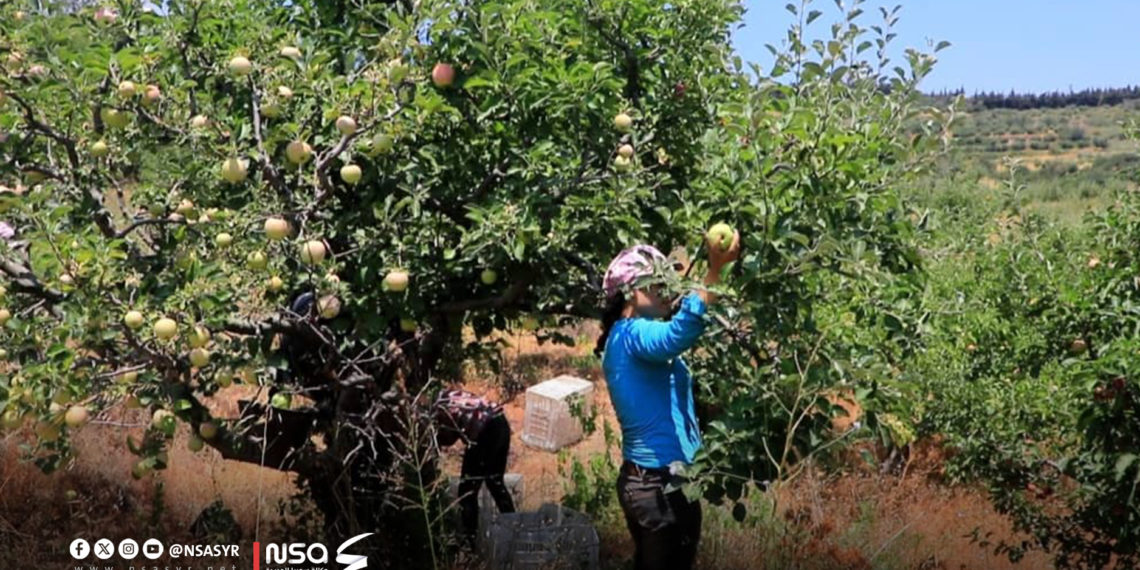 زراعة التفاح في حمص