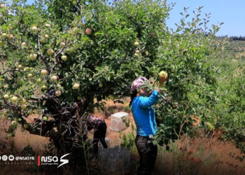زراعة التفاح في حمص