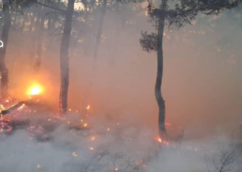 وسط جهود كبيرة لإخمادها.. استمرار حرائق الغابات في ريف اللاذقية لليوم الثالث على التوالي