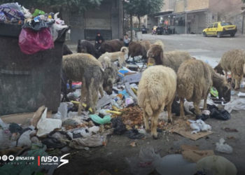 النفايات في جنوب المعلب