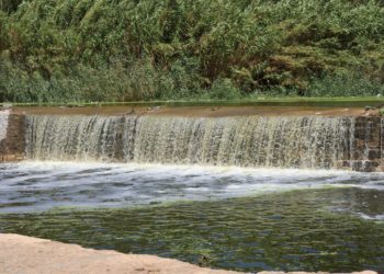 فتح سد الرستن يُنقذ المحاصيل