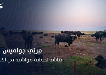 في ريف حماة الغربي.. مزارع من سهل الغاب يناشد الحكومة السورية لحماية جواميسه من الانقراض